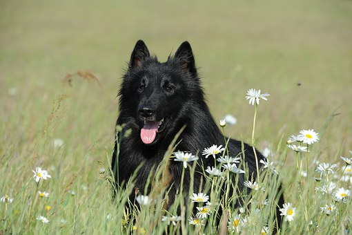 What Happens To Your Dogs Body When You Make Them Wait
