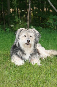 What Are The Basics Of Dog Allergies?