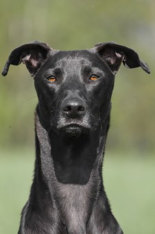 Trying To Train Your Dog? Follow These Handy Tips To Stop Dog Chewing!