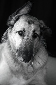 Dogpedic Bed Reviews