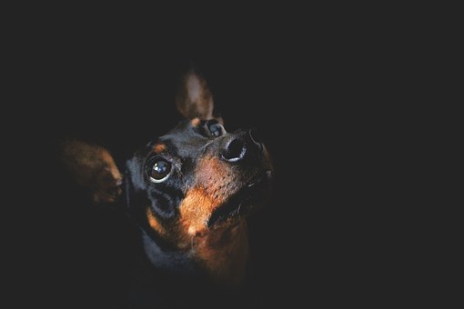 Grooming Advice For Your Dog