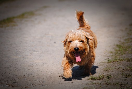 Why Dog Toy Are Essential?