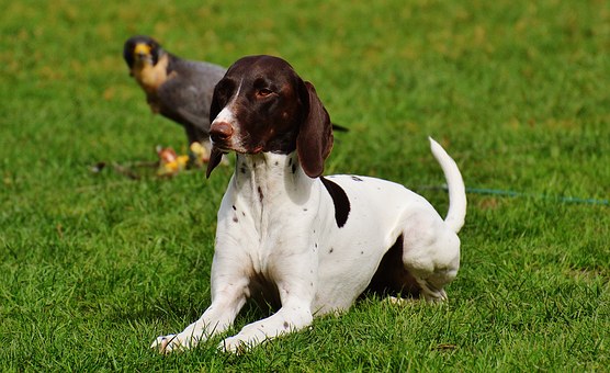 Laura's Struggle with Hemangiosarcoma -- A special dog's cancer diet