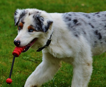 Frontline Plus For Dogs