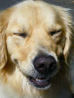 Great Dog Training Ideas For The Average Joe