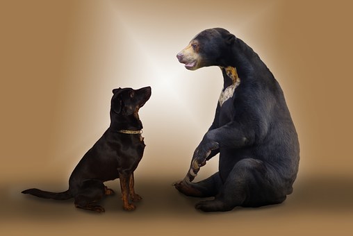 Tips On How To Support Dogs And Cats With Your Previous Auto