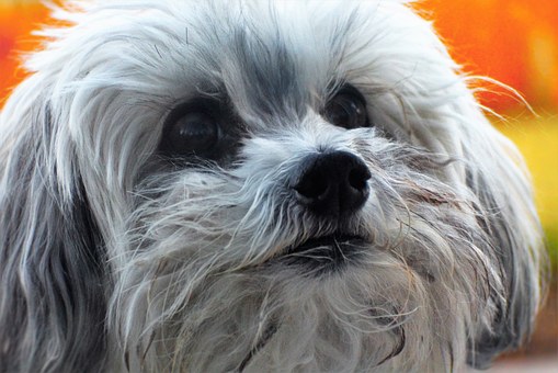 Stop Behavior Problems Of Your Dog