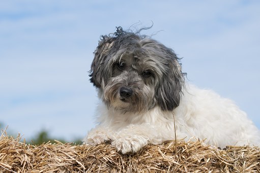 Tiny Dog Dental Care - Things You Need To Be Aware Of