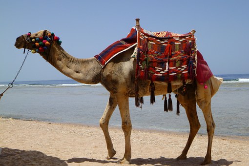 Giza Pyramids And Cairo Tour From Alexandria Port