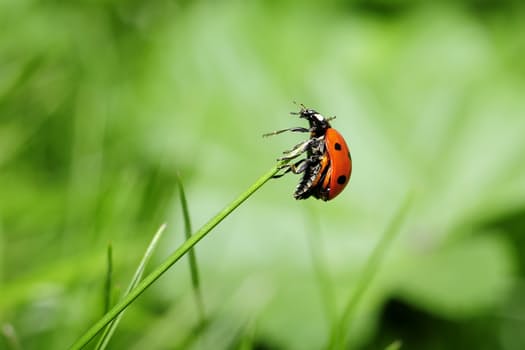 Why It Works To Have A Mentor For Your Online Business