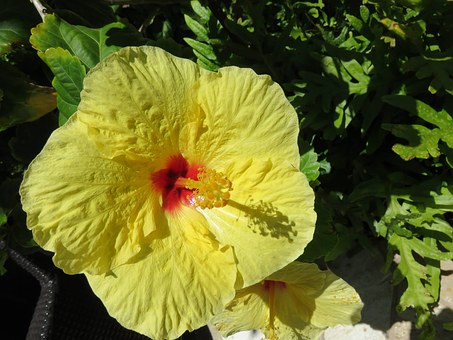 Take Time Off With The Prince Kuhio Celebration