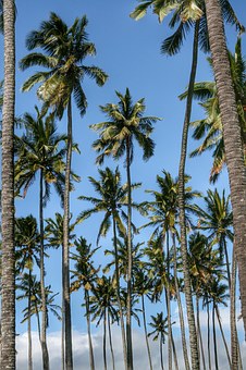 Holidays In Hawaii, An Introduction