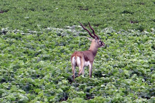 Corbett Retreat: A Heaven for Corbett Tourists