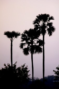 Cherry Springs State Park