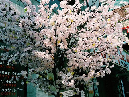 11 Day Winning Tour Of Korea's Best Destinations