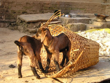 Nepal Sightseeing and Trekking Tour –Enjoy the Nature